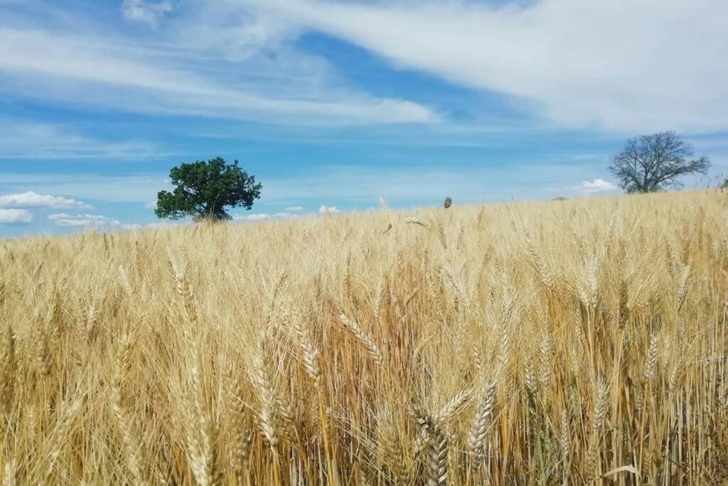 Treia Casa Kikenda, Viaggio Nella Natura מראה חיצוני תמונה