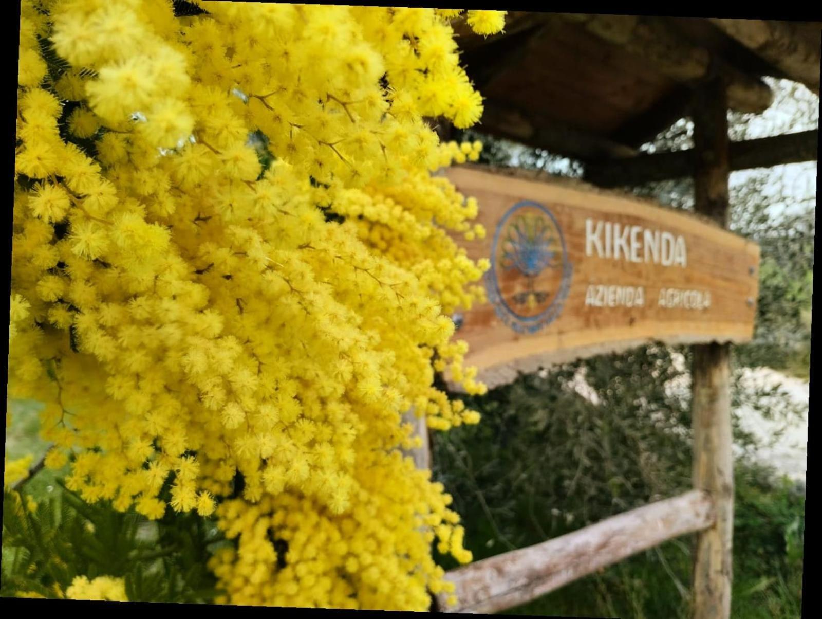 Treia Casa Kikenda, Viaggio Nella Natura מראה חיצוני תמונה